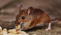 24 Hour & Emergency Exterminators in Saville, PA